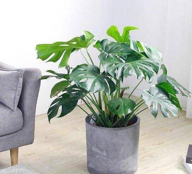 養(yǎng)哪些植物可以去除甲醛異味 養(yǎng)哪些植物可以去除甲醛異味